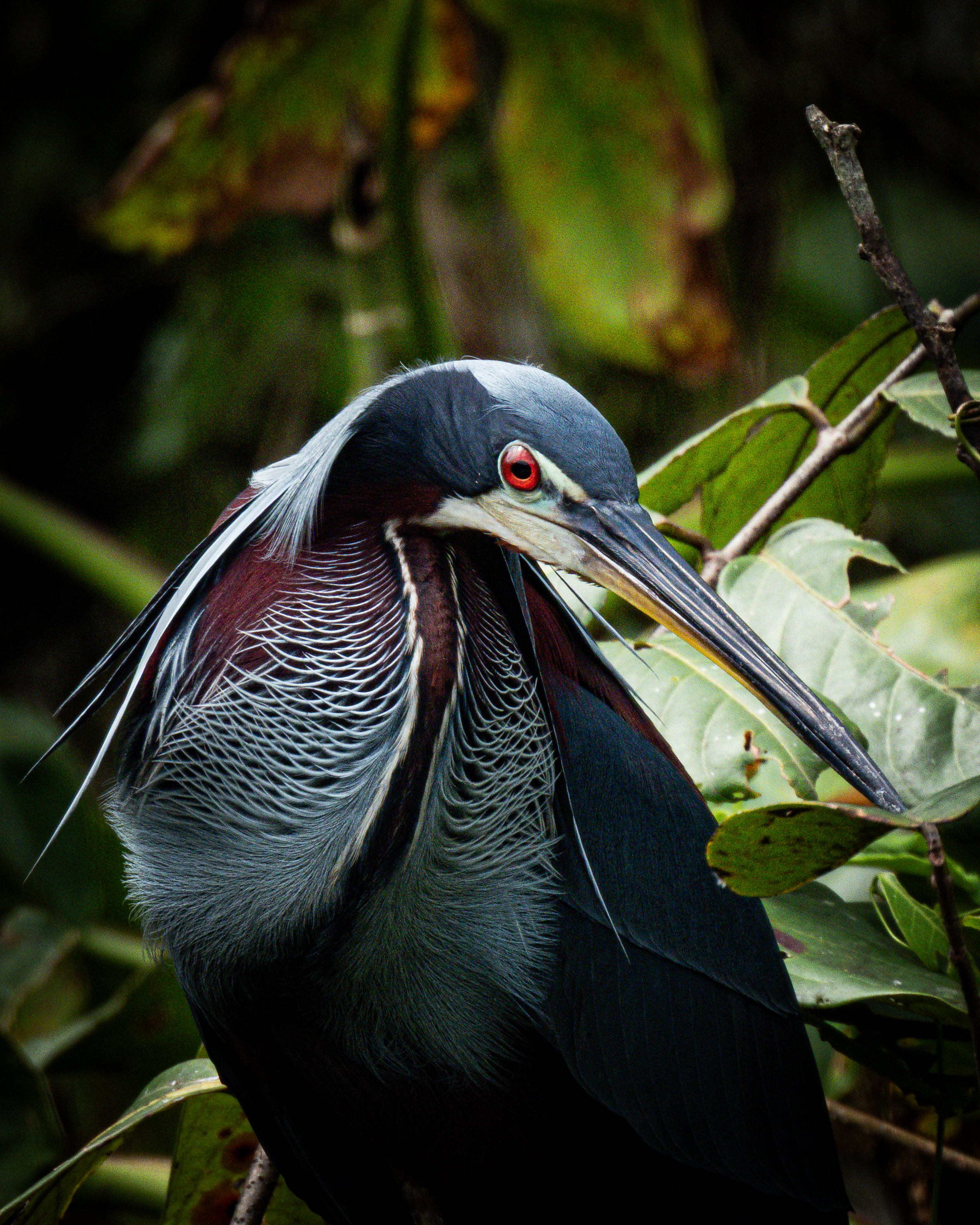 Agami Heron en Sarapiquí